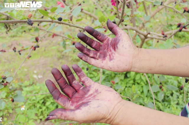 Loại quả từ loài cây "cổ lỗ sĩ", vươn mình thành cây kinh tế giúp nhiều nông dân "tím tay" đổi đời- Ảnh 3. Loại quả từ loài cây "cổ lỗ sĩ", vươn mình thành cây kinh tế giúp nhiều nông dân "tím tay" đổi đời- Ảnh 3.