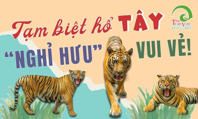 Thảo Cầm Viên bất ngờ thông báo về lần biểu diễn cuối của 1 chú hổ, MXH ngỡ ngàng lo cho "số phận" sau đó- Ảnh 2. Thảo Cầm Viên bất ngờ thông báo về lần biểu diễn cuối của 1 chú hổ, MXH ngỡ ngàng lo cho "số phận" sau đó- Ảnh 2.