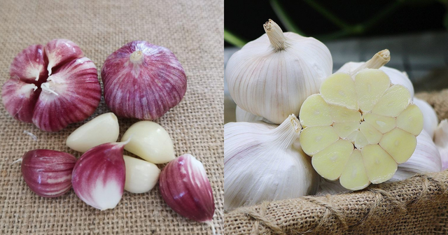 Tỏi vỏ tím hay vỏ trắng tốt hơn? Lão nông nói một câu, tôi bỗng được "thông não"!- Ảnh 3.