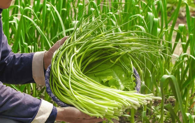 6 loại rau củ không chứa thuốc trừ sâu, bạn đi chợ cứ yên tâm MUA!- Ảnh 5.