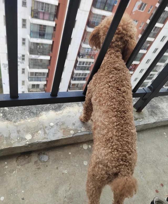 Đặt 4 thứ này ở ban công khác nào "đuổi khéo" Thần Tài, bảo sao làm mãi chẳng giàu lên- Ảnh 4.