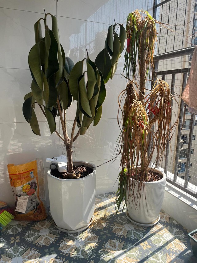 6 loại đồ cũ dù nghèo đến đâu cũng đừng giữ nếu không muốn hại sức khỏe, làm mãi không giàu- Ảnh 4.