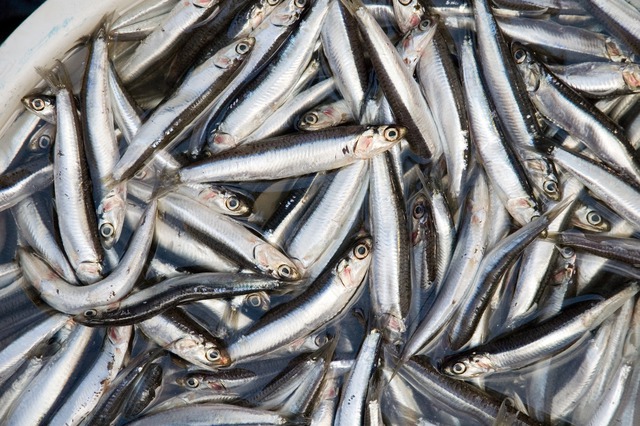 Loại cá dân dã 30.000 đồng/kg có canxi cao gấp 25 lần cá hồi, xưa làm mắm - nay lên bàn tiệc sang!- Ảnh 1. Loại cá dân dã 30.000 đồng/kg có canxi cao gấp 25 lần cá hồi, xưa làm mắm - nay lên bàn tiệc sang!- Ảnh 1.