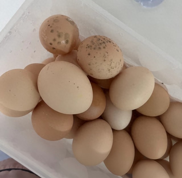 Có 2 loại trứng trong "danh sách đen" dễ gây hại sức khỏe, thèm đến mấy cũng phải VỨT!- Ảnh 1.