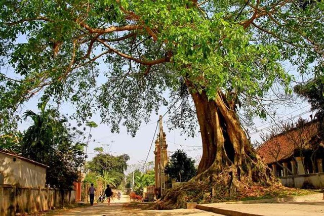Phong thuỷ dặn kỹ: Trước cửa nhà tuyệt đối KHÔNG trồng 5 cây ác, cây càng xanh tốt người càng suy kiệt- Ảnh 3.