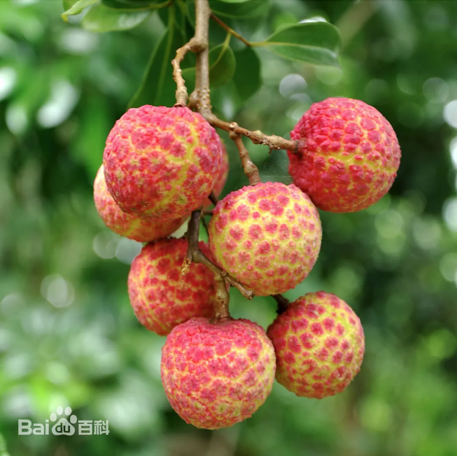 Bỏ 1 triệu để mua 18 quả vải: Nguồn gốc khiến nhiều người bất ngờ nhưng hương vị mới là điều "sốc" nhất- Ảnh 3. Bỏ 1 triệu để mua 18 quả vải: Nguồn gốc khiến nhiều người bất ngờ nhưng hương vị mới là điều "sốc" nhất- Ảnh 3.