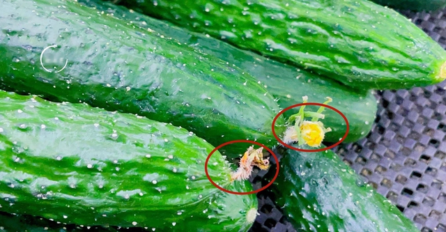 Người nông dân bật mí: Muốn mua dưa chuột đặc ruột, ngọt thơm, không đắng chỉ cần nhìn kĩ 3 điểm này- Ảnh 2.