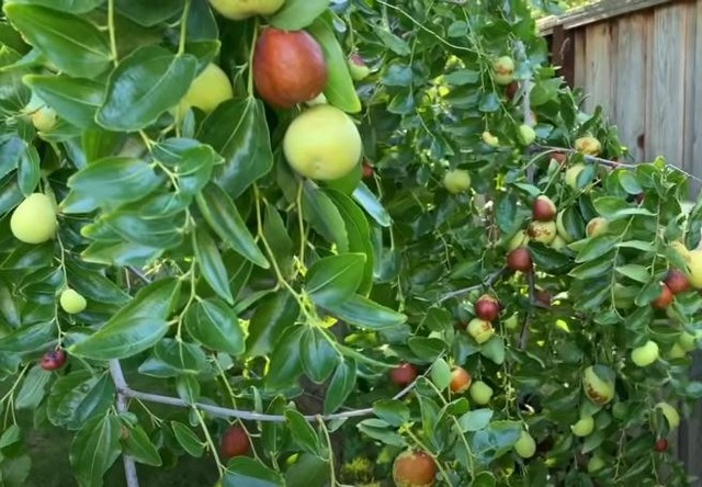 5 loại cây trồng trong sân nhà như "nam châm hút lộc": Phong thuỷ đại cát, tiền tài ùn ùn kéo đến- Ảnh 5.