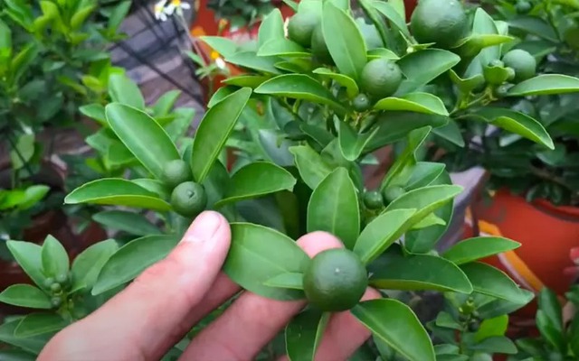 5 loại cây trồng trong sân nhà như "nam châm hút lộc": Phong thuỷ đại cát, tiền tài ùn ùn kéo đến- Ảnh 3.