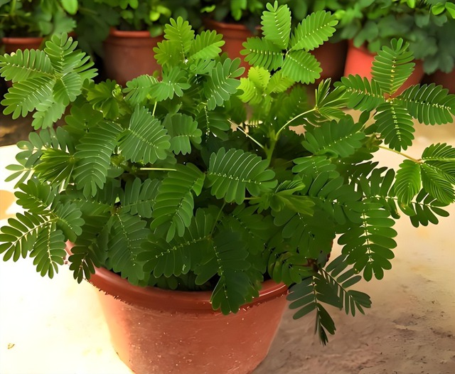 5 cây "ngũ quỷ" đặt trong phòng khách gây tai họa, cứ vô tư trồng thì cả nhà lãnh đủ rủi ro!- Ảnh 4.
