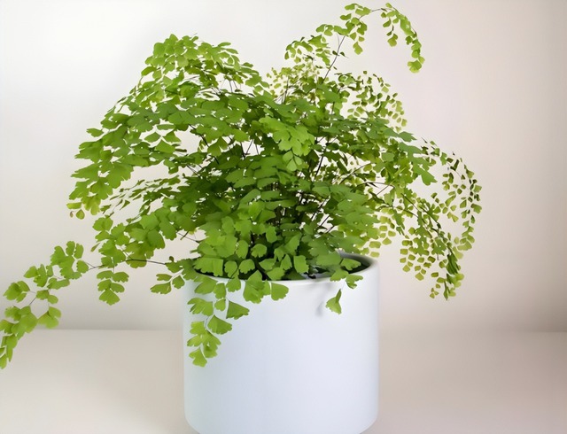 5 cây "ngũ quỷ" đặt trong phòng khách gây tai họa, cứ vô tư trồng thì cả nhà lãnh đủ rủi ro!- Ảnh 3.