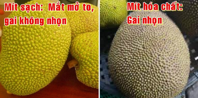 Mít bóc sẵn vàng ươm bán đầy chợ: Bạn ĐỪNG vội mua nếu thấy 4 dấu hiệu này- Ảnh 5. Mít bóc sẵn vàng ươm bán đầy chợ: Bạn ĐỪNG vội mua nếu thấy 4 dấu hiệu này- Ảnh 5.