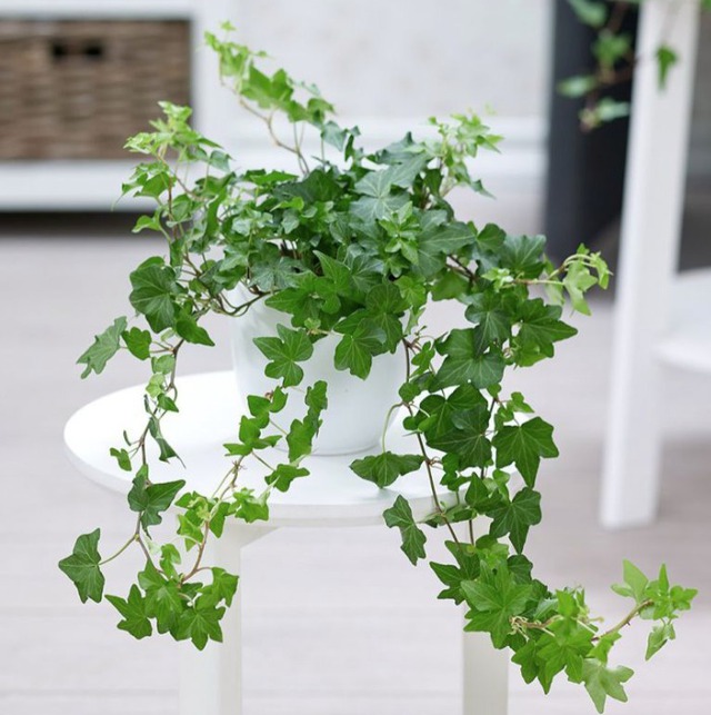 6 cây cảnh dưỡng người, "nuốt" bụi mịn cực tốt, trồng một chậu chẳng khác gì nhà có máy lọc không khí- Ảnh 2.