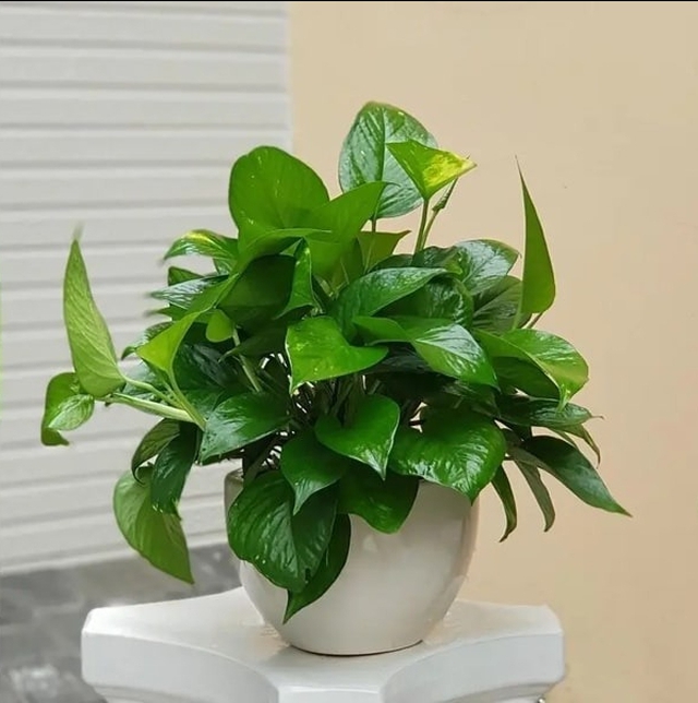 6 cây cảnh dưỡng người, "nuốt" bụi mịn cực tốt, trồng một chậu chẳng khác gì nhà có máy lọc không khí- Ảnh 1.