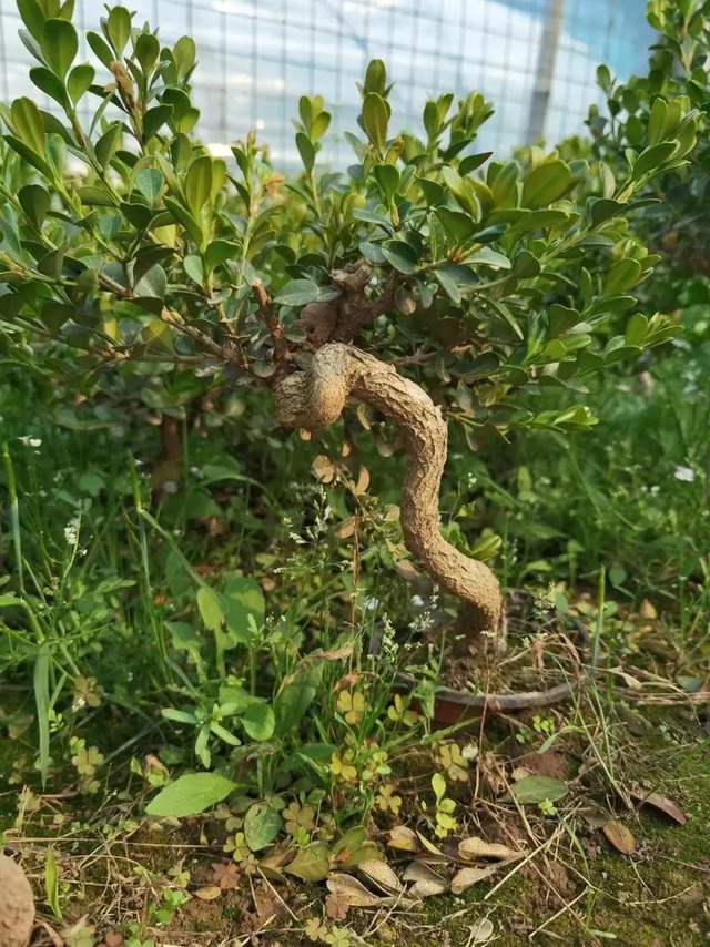 5 cây xanh giới nhà giàu "quý hơn vàng", gia đình phú quý càng thêm thịnh vượng- Ảnh 5.