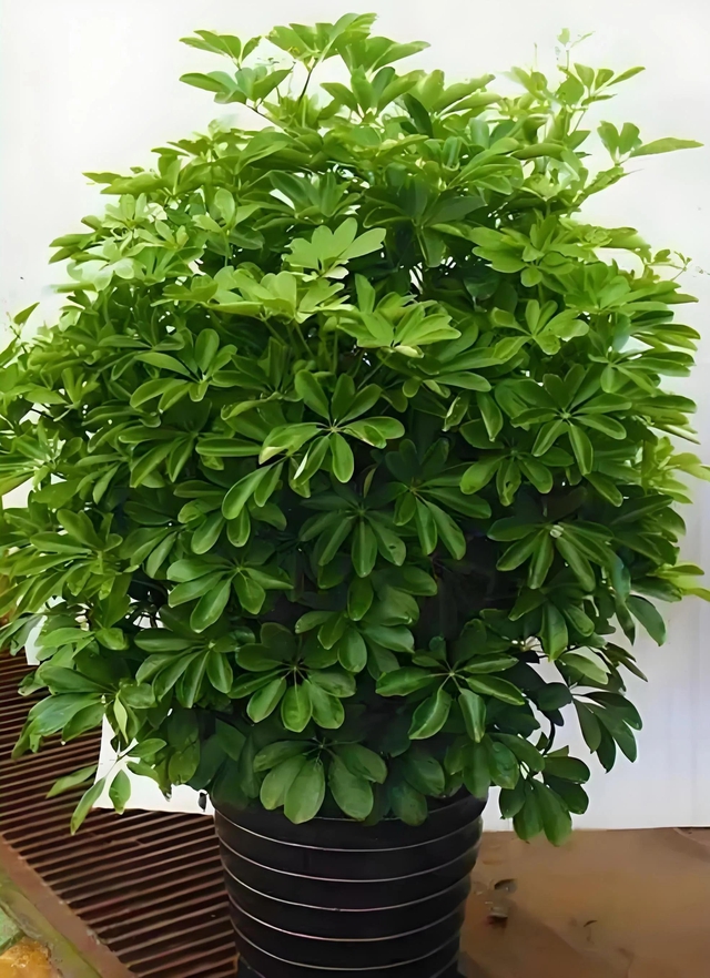 5 cây xanh giới nhà giàu "quý hơn vàng", gia đình phú quý càng thêm thịnh vượng- Ảnh 3.