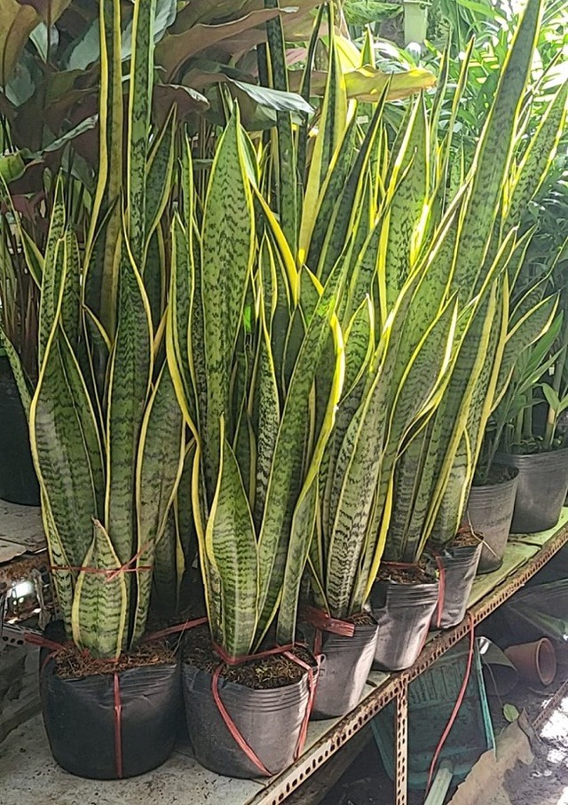 4 loại cây dụ rắn bò vào nhà, 3 loại cây rắn sợ run bần bật, không dám tới gần- Ảnh 2.