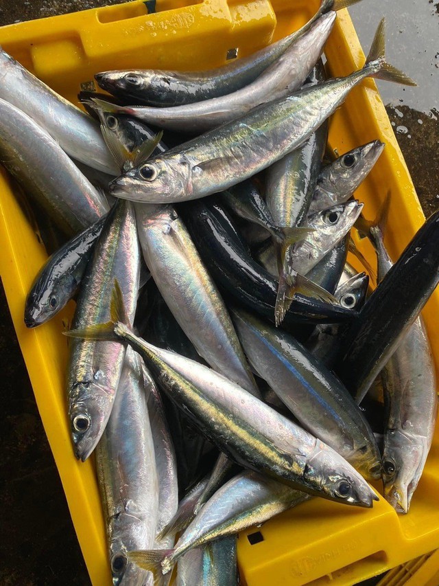 Không chỉ cá hồi, 9 hải sản này giàu Omega-3 không kém, có loại bình dân chợ bán rẻ bèo- Ảnh 9. Không chỉ cá hồi, 9 hải sản này giàu Omega-3 không kém, có loại bình dân chợ bán rẻ bèo- Ảnh 9.