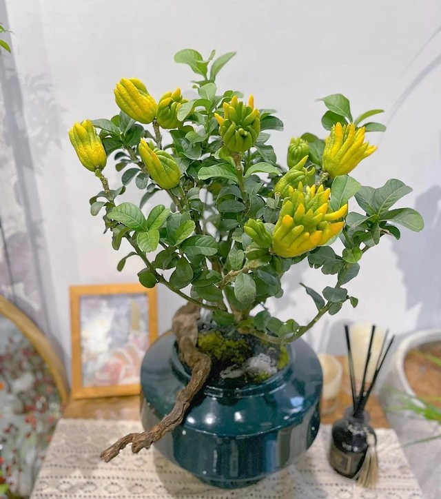 Người giàu thích trồng 5 cây này hơn hoa: Nhà có 1 cây thôi cũng sung túc, phúc lộc đong đầy- Ảnh 2. Người giàu thích trồng 5 cây này hơn hoa: Nhà có 1 cây thôi cũng sung túc, phúc lộc đong đầy- Ảnh 2.