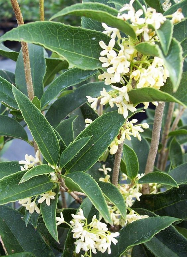 Người giàu thích trồng 5 cây này hơn hoa: Nhà có 1 cây thôi cũng sung túc, phúc lộc đong đầy- Ảnh 10. Người giàu thích trồng 5 cây này hơn hoa: Nhà có 1 cây thôi cũng sung túc, phúc lộc đong đầy- Ảnh 10.