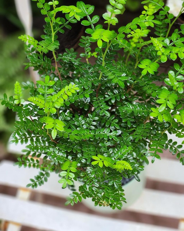 Người giàu thích trồng 5 cây này hơn hoa: Nhà có 1 cây thôi cũng sung túc, phúc lộc đong đầy- Ảnh 3. Người giàu thích trồng 5 cây này hơn hoa: Nhà có 1 cây thôi cũng sung túc, phúc lộc đong đầy- Ảnh 3.