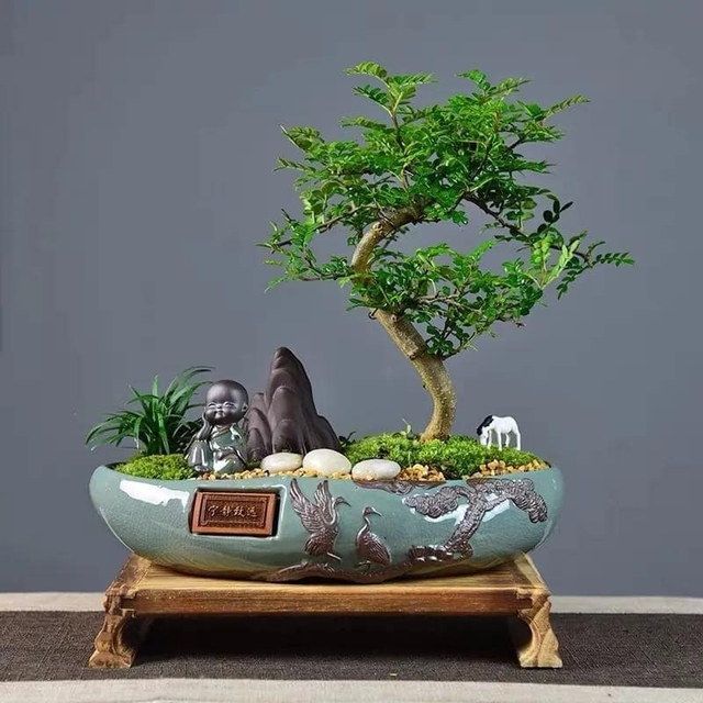 Người giàu thích trồng 5 cây này hơn hoa: Nhà có 1 cây thôi cũng sung túc, phúc lộc đong đầy- Ảnh 4. Người giàu thích trồng 5 cây này hơn hoa: Nhà có 1 cây thôi cũng sung túc, phúc lộc đong đầy- Ảnh 4.