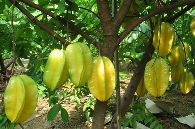 Loại cây "hút vàng" vào nhà: Vận may nối đuôi kéo tới, càng trồng lâu càng phát lộc- Ảnh 1.