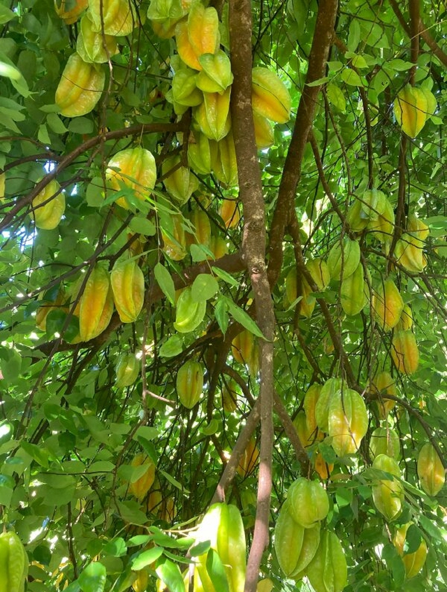 Ông bà dặn: "Trồng cây là trồng phúc, giữ cây là giữ lộc" - 3 cây này dù khó đến mấy cũng đừng chặt- Ảnh 2.