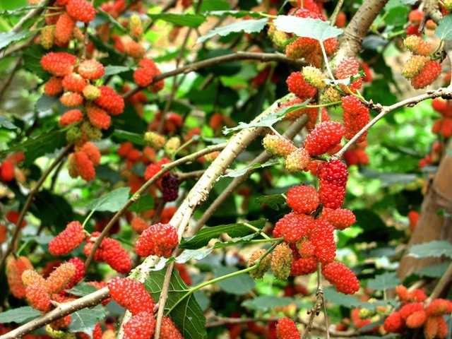 Ông bà dặn: "Trồng cây là trồng phúc, giữ cây là giữ lộc" - 3 cây này dù khó đến mấy cũng đừng chặt- Ảnh 3.