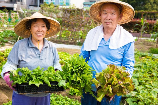 2 loại rau người Nhật xem như "thuốc tiên": Ở chợ Việt bán đầy, giá rẻ không tưởng- Ảnh 1. 2 loại rau người Nhật xem như "thuốc tiên": Ở chợ Việt bán đầy, giá rẻ không tưởng- Ảnh 1.