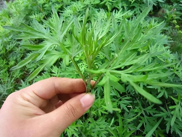 Thứ cây tưởng chỉ để ăn lại là "bùa hộ mệnh" trước cửa, ông bà xưa khuyên nhà nào cũng nên trồng- Ảnh 6.