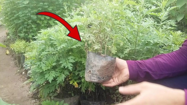 Thứ cây tưởng chỉ để ăn lại là "bùa hộ mệnh" trước cửa, ông bà xưa khuyên nhà nào cũng nên trồng- Ảnh 5.
