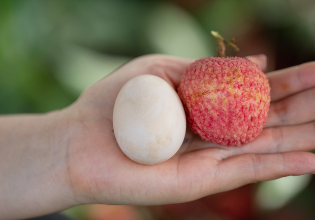 Vải trứng Hưng Yên được mang bán trên trời!- Ảnh 1.