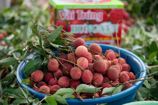 Vải trứng Hưng Yên được mang bán trên trời!- Ảnh 5.