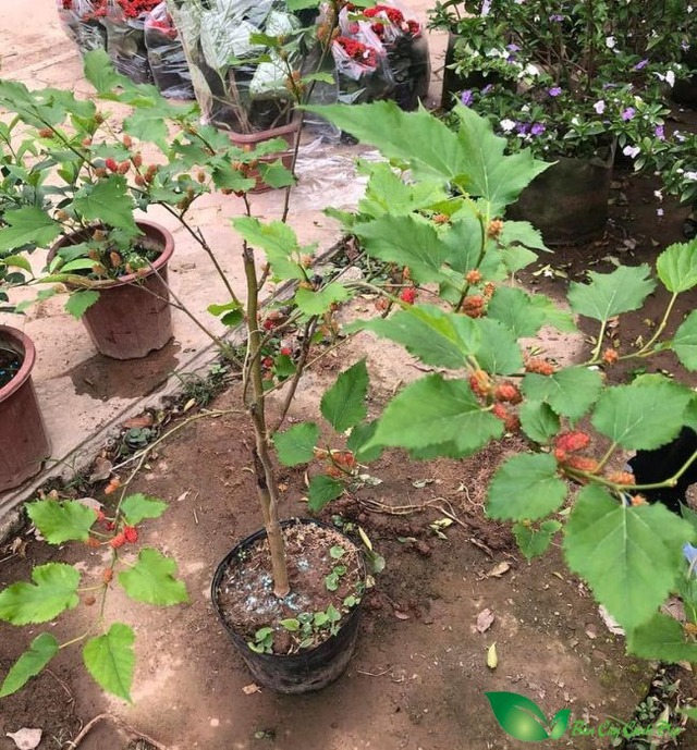 Loài cây trồng trước nhà thì gia chủ lụi bại, rời ra sau lại hóa vượng khí- Ảnh 3.