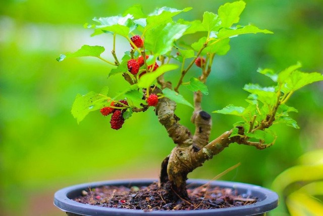 Loài cây trồng trước nhà thì gia chủ lụi bại, rời ra sau lại hóa vượng khí- Ảnh 2.