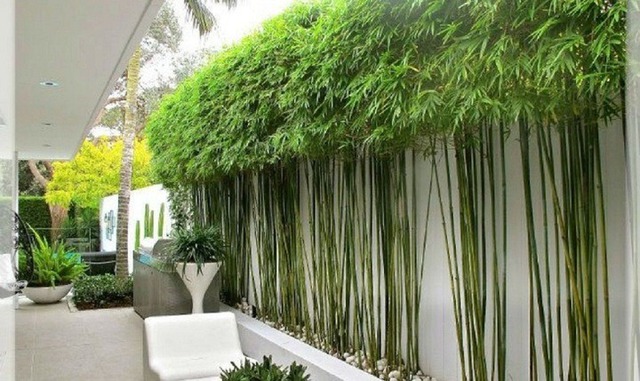4 cây dễ "mời" rắn đến gần, cẩn trọng khi trồng quanh nhà!- Ảnh 3.