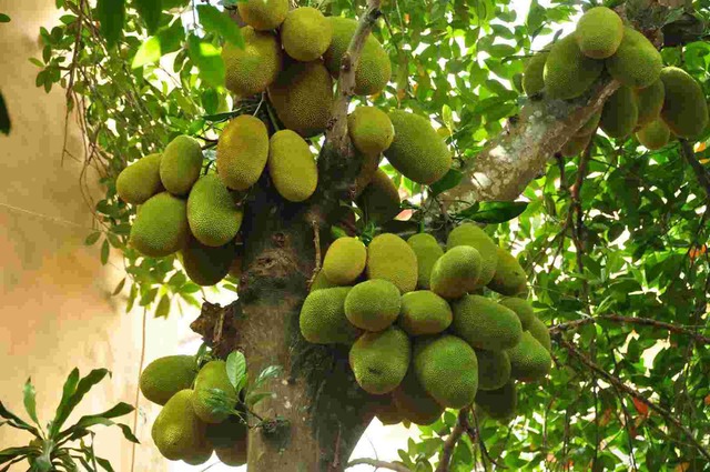 4 loại cây cứ trồng là "ôm lộc" vào nhà, chặt đi là mất hết!- Ảnh 4.