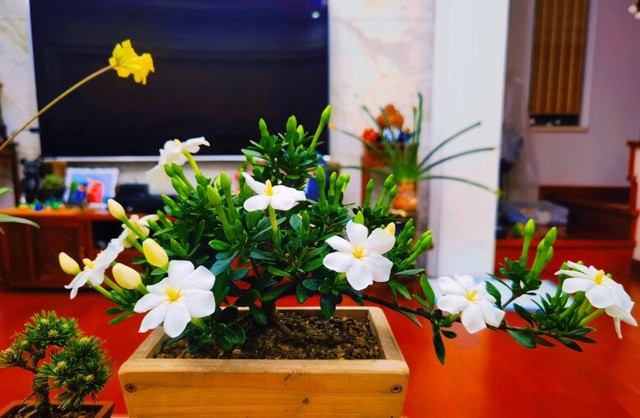 "Vua hoa” trồng chậu nở quanh năm đẹp như ngọc, giúp chiêu tài hút lộc vào nhà- Ảnh 4.