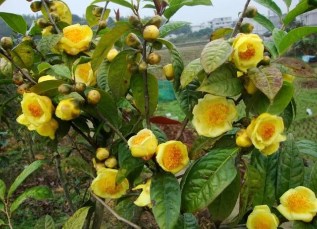 Loài cây nhà giàu coi như báu vật, trồng đâu lộc đó, tiền tụ như mây kéo- Ảnh 2.
