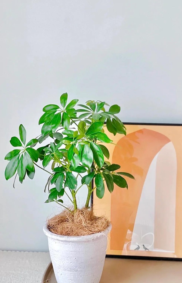 5 cây này là "khắc tinh" của formaldehyde: Nuốt sạch bụi mịn, tẩy uế khí rất tốt- Ảnh 5.