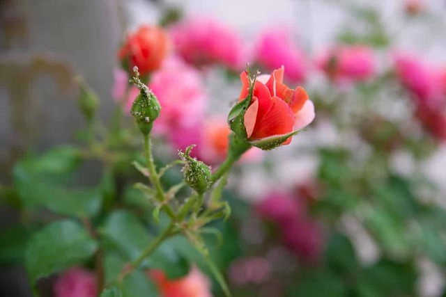 6 cây hoa này tốt nhất KHÔNG NÊN trưng trong nhà, vì "hoa càng thịnh người càng suy"- Ảnh 1.