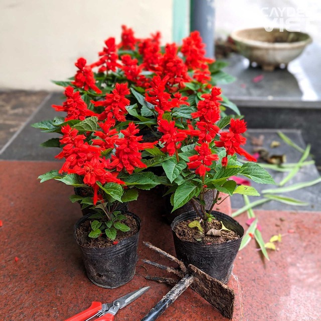 6 cây hoa này tốt nhất KHÔNG NÊN trưng trong nhà, vì "hoa càng thịnh người càng suy"- Ảnh 6.