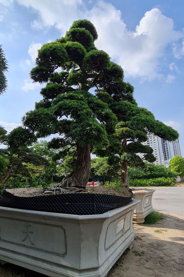 Ông bà dặn: Trồng 3 cây này trong sân, vinh hoa phú quý 3 đời con cháu- Ảnh 4. Ông bà dặn: Trồng 3 cây này trong sân, vinh hoa phú quý 3 đời con cháu- Ảnh 4.