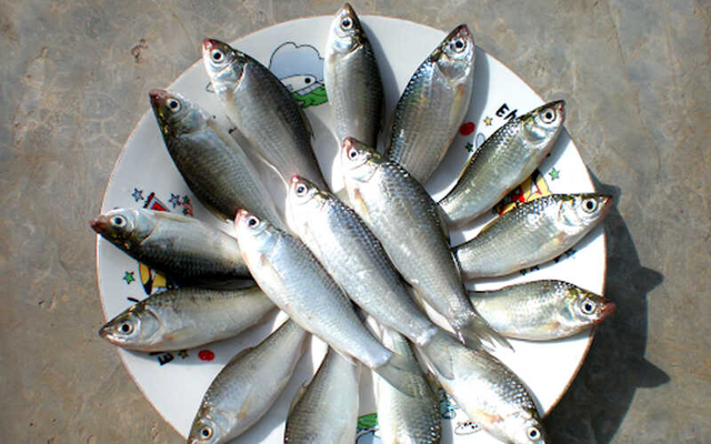 5 loại cá nhỏ là "tinh hoa" trên mâm cơm, ngọt thịt ít xương, không nuôi cám tăng trọng- Ảnh 4.