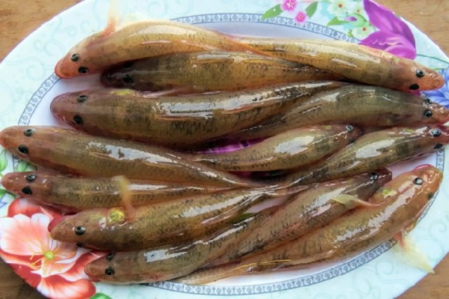 5 loại cá nhỏ là "tinh hoa" trên mâm cơm, ngọt thịt ít xương, không nuôi cám tăng trọng- Ảnh 5.