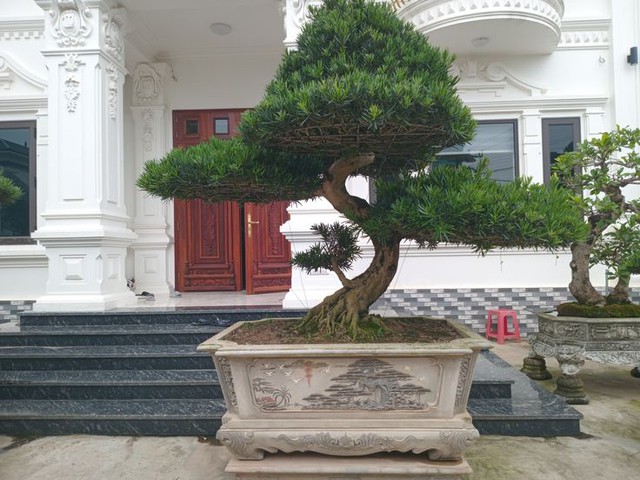 Ông bà dặn: Trồng 3 cây này trong sân, vinh hoa phú quý 3 đời con cháu- Ảnh 3. Ông bà dặn: Trồng 3 cây này trong sân, vinh hoa phú quý 3 đời con cháu- Ảnh 3.