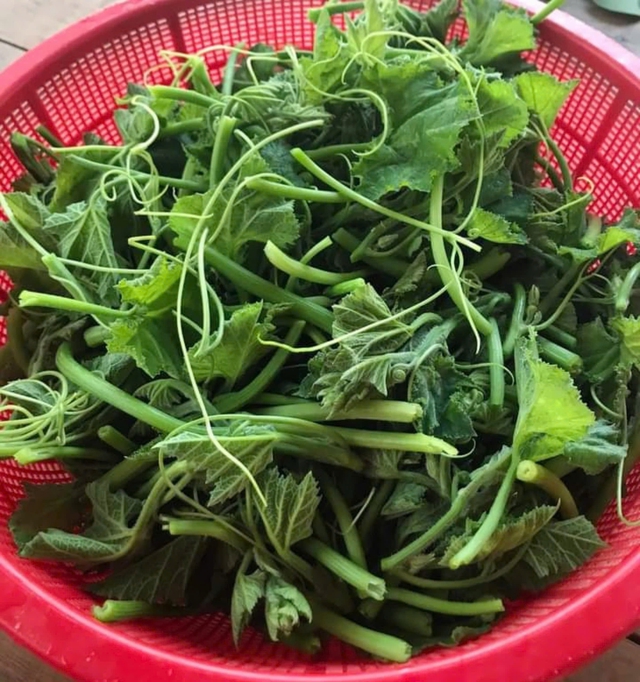 Loại rau giàu sắt hơn thịt bò, được ví như thuốc bổ gan tự nhiên, trồng ban công cực dễ- Ảnh 1. Loại rau giàu sắt hơn thịt bò, được ví như thuốc bổ gan tự nhiên, trồng ban công cực dễ- Ảnh 1.