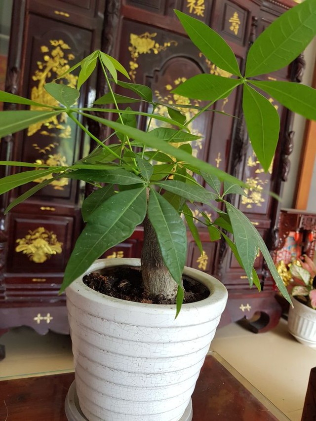 Người thông minh bí mật trồng 5 cây cảnh trong nhà: Gia tăng vận khí, hút lộc vào như nước- Ảnh 5.