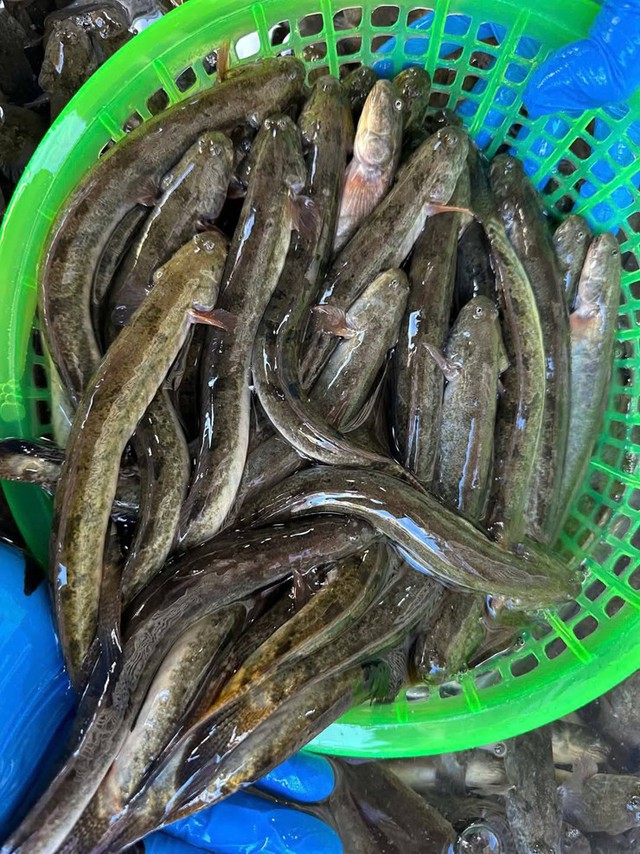 Loại cá "nhà nghèo" nay thành đặc sản, phơi khô bán 700.000 đồng/kg, nhà giàu mê như điếu đổ- Ảnh 1. Loại cá "nhà nghèo" nay thành đặc sản, phơi khô bán 700.000 đồng/kg, nhà giàu mê như điếu đổ- Ảnh 1.